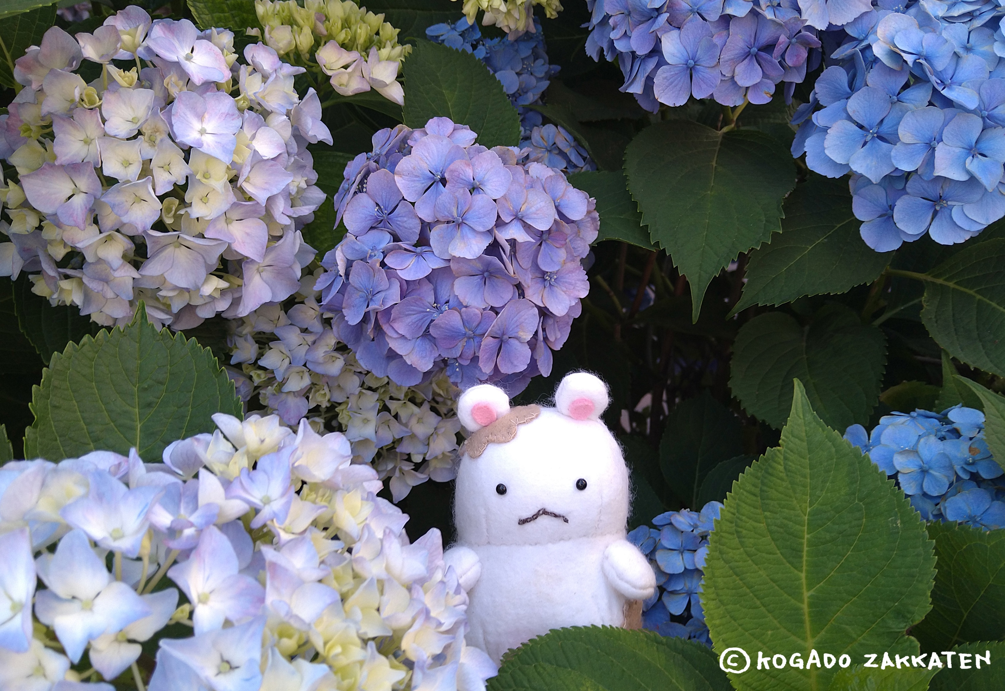 紫陽花
