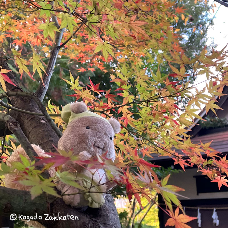 紅葉